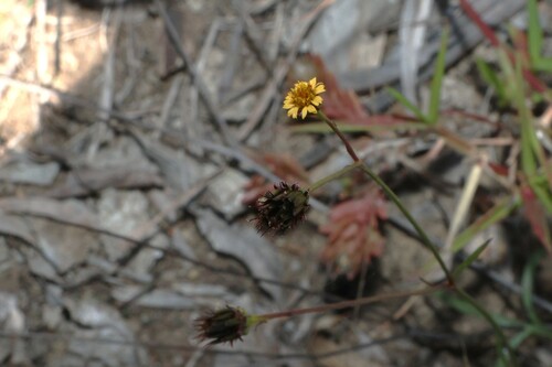 Glossocardia bidens observed 2026-09-03