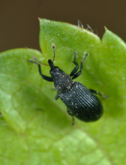 Magdalis ruficornis