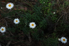 Rhodanthe anthemoides