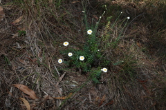 Rhodanthe anthemoides, photograph (c) Greg Tasney, some rights reserved (CC BY-SA)