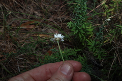 Rhodanthe anthemoides, photograph (c) Greg Tasney, some rights reserved (CC BY-SA)