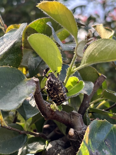 Protaetia brevitarsis