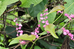 Antigonon leptopus, photograph author not stated, no rights reserved