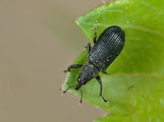 Magdalis ruficornis