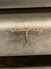 Amblyptilia pica