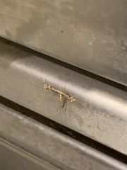 Amblyptilia pica