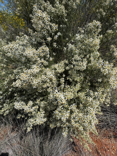 Spiny Greasebush