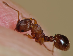 Myrmica scabrinodis
