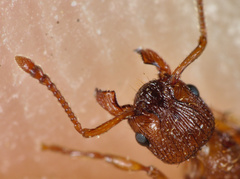 Myrmica scabrinodis
