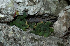 Peperomia leptostachya, photograph (c) Greg Tasney, some rights reserved (CC BY-SA)
