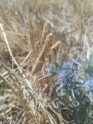 European Mantis