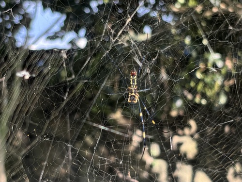 Joro Spider