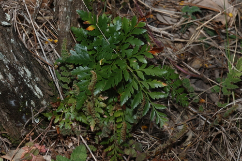 Davallia pyxidata observed 2026-09-03