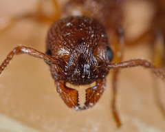 Myrmica scabrinodis