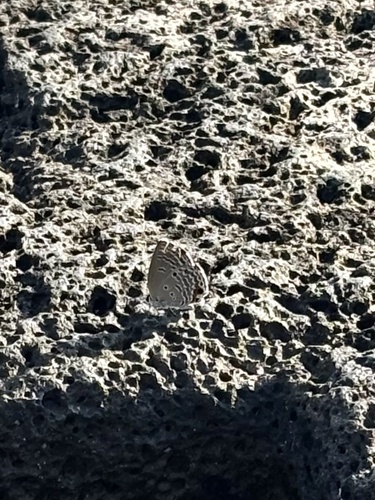 Plains Cupid