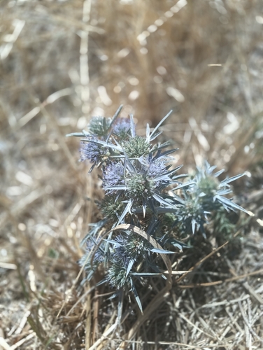 Italian Eryngo