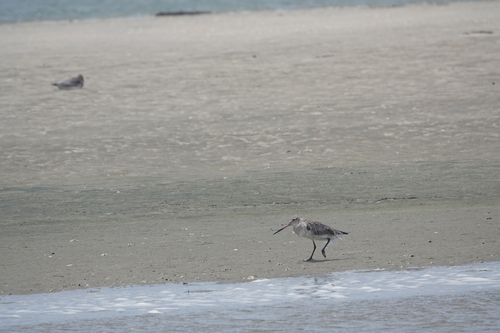 iNaturalist image