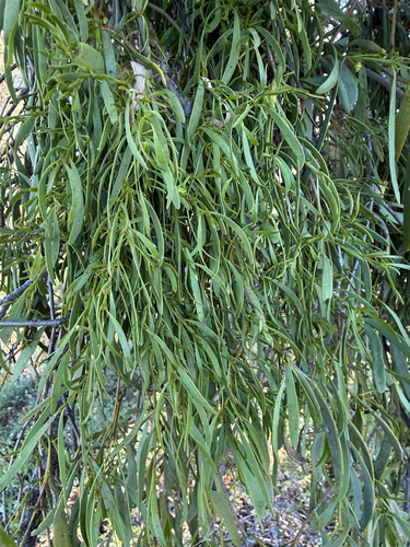 Amyema miraculosa, 2026-09-07