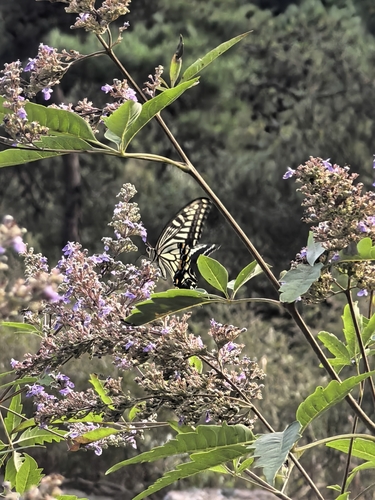 Chinese Yellow Swallowtail