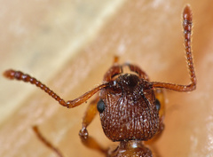 Myrmica scabrinodis