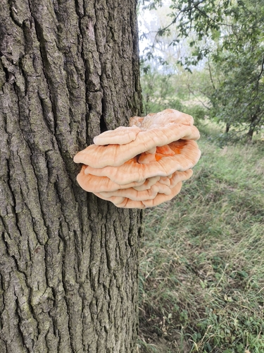 chicken of the woods