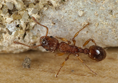 Myrmica scabrinodis