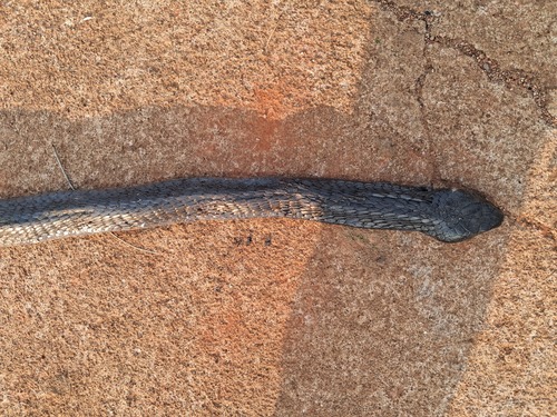 Black-necked Spitting Cobra