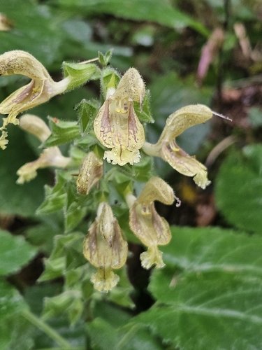Sticky Sage