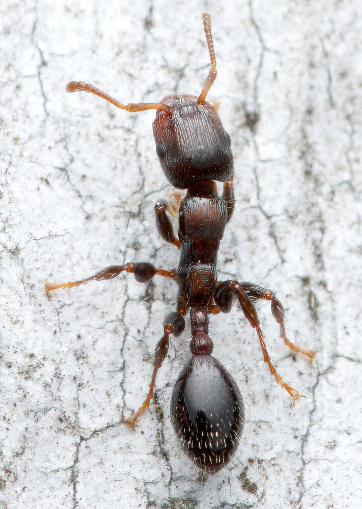 Podomyrma elongata