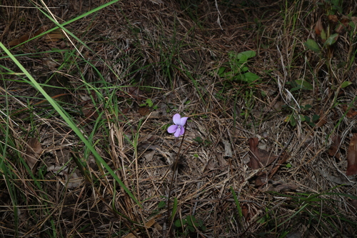 Viola betonicifolia, photograph 3