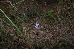 Viola betonicifolia, photograph (c) Greg Tasney, some rights reserved (CC BY-SA)