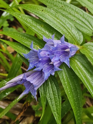 willow gentian