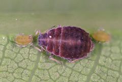 Thelaxes dryophila
