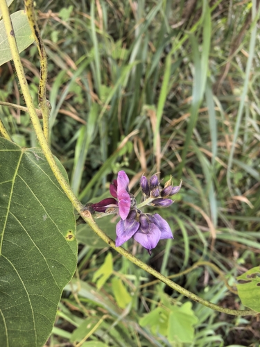 kudzu