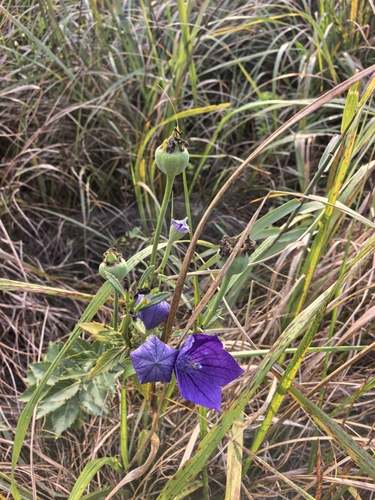 balloon flower