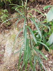 Pseudopanax crassifolius × lessonii