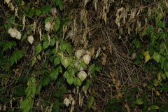 Cardiospermum grandiflorum