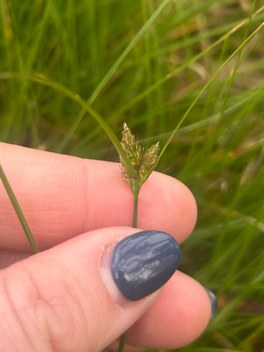 Carex inversa observed 2026-09-07