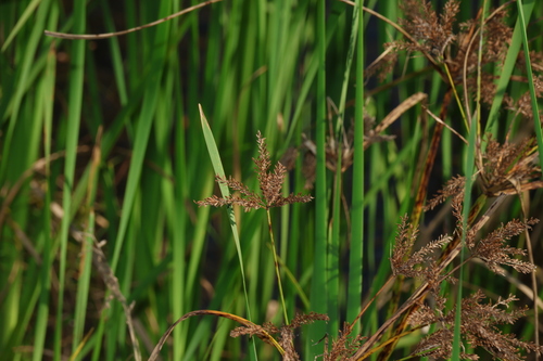 Cyperus exaltatus, photograph 2