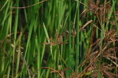 (c) Greg Tasney, some rights reserved (CC BY-SA) Cyperus exaltatus, photograph (c) Greg Tasney, some rights reserved (CC BY-SA)