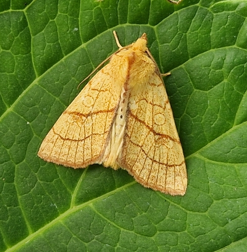 Orange Sallow