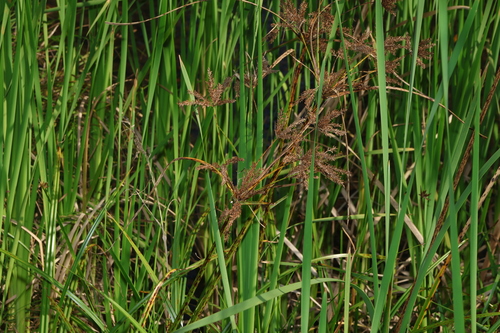 Cyperus exaltatus, photograph 3