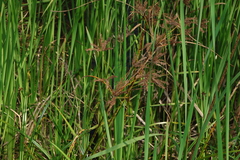 (c) Greg Tasney, some rights reserved (CC BY-SA) Cyperus exaltatus, photograph (c) Greg Tasney, some rights reserved (CC BY-SA)