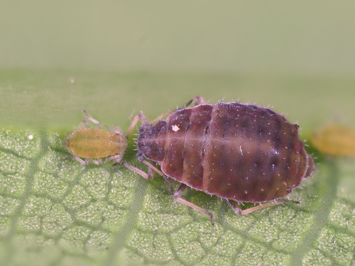 Common Oak Thelaxid