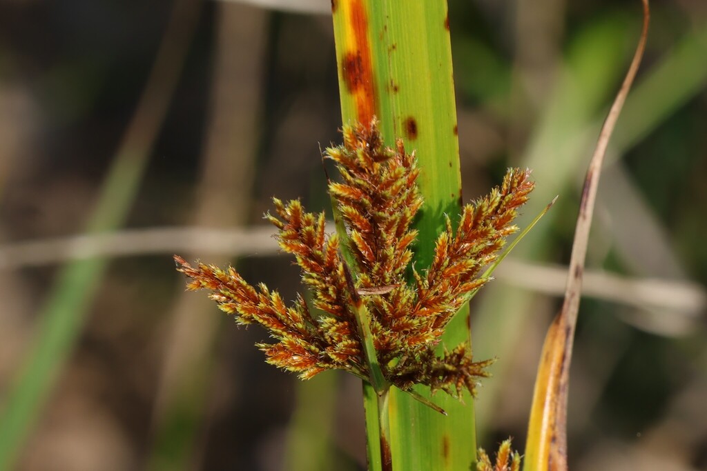 Cyperus exaltatus; photograph (c) Greg Tasney, some rights reserved (CC BY-SA)