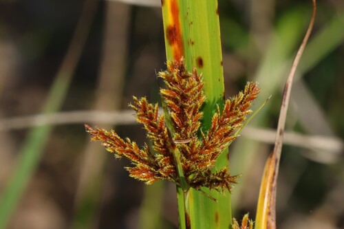 Cyperus exaltatus