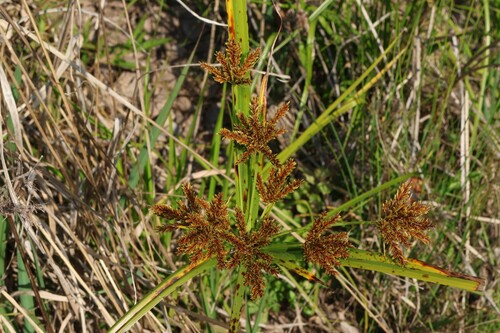 Cyperus exaltatus, photograph 1