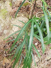 Pseudopanax crassifolius × lessonii