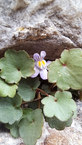 Ivy-leaved toadflax