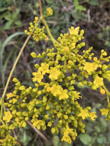 eastern valerian